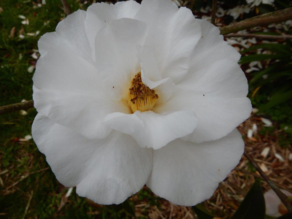 White Retic